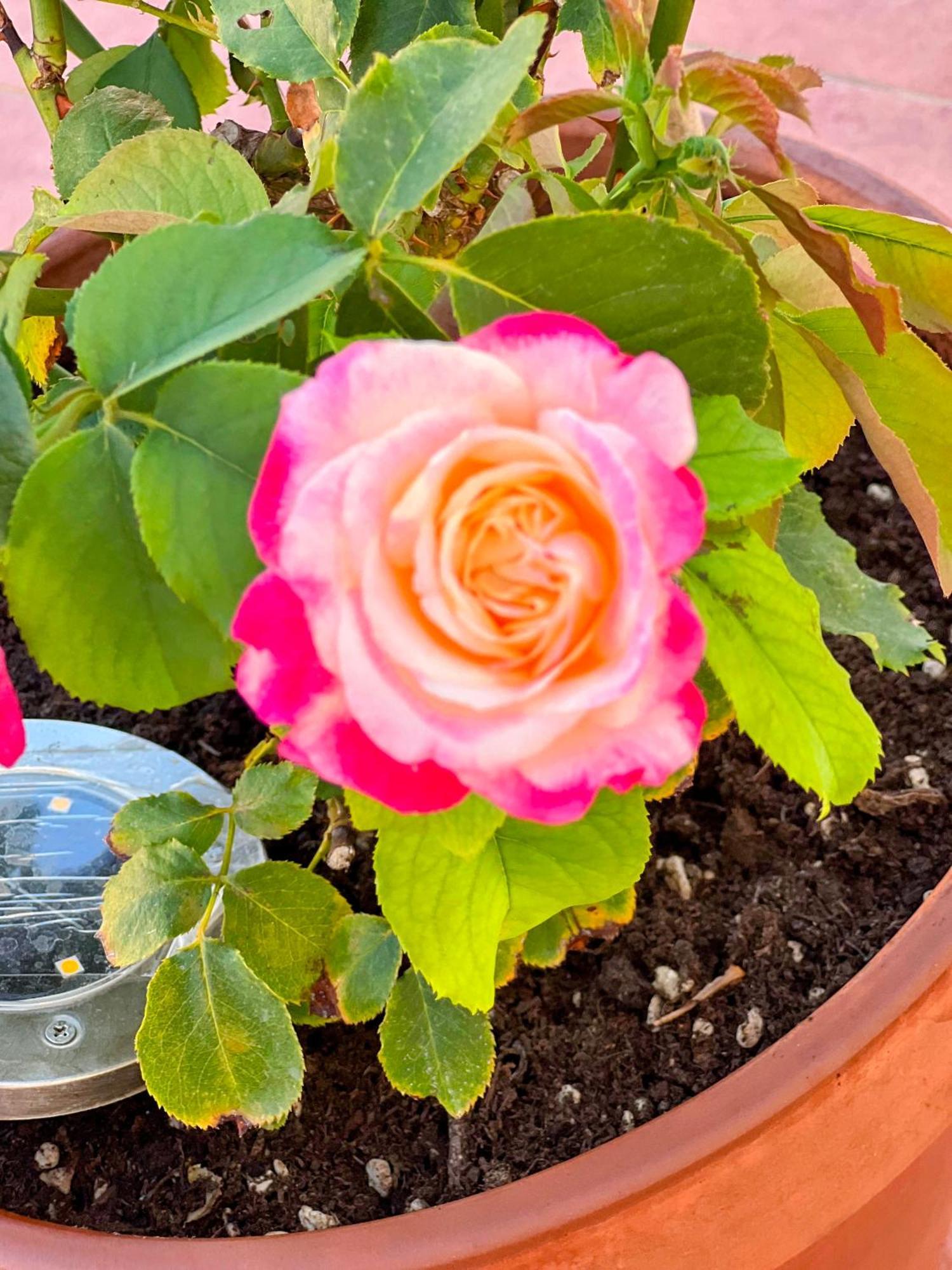 Oasi Di Serenita Marino Kültér fotó